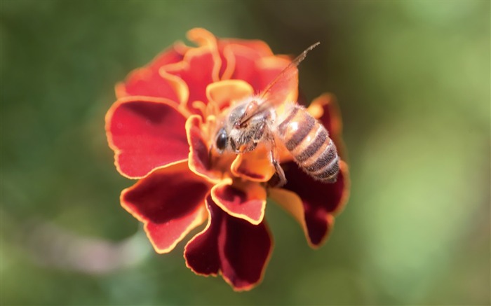 A bee on an orange flower Picture Views:13017 Date:2011/7/5 9:30:11