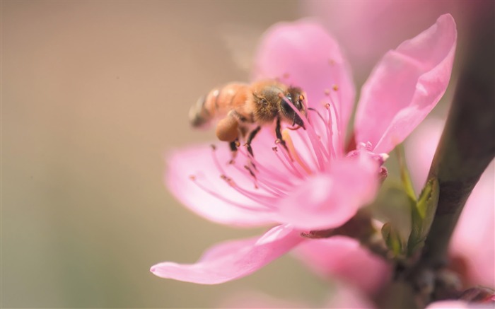 A bee on plum blossom Picture Views:15451 Date:2011/7/5 9:30:28