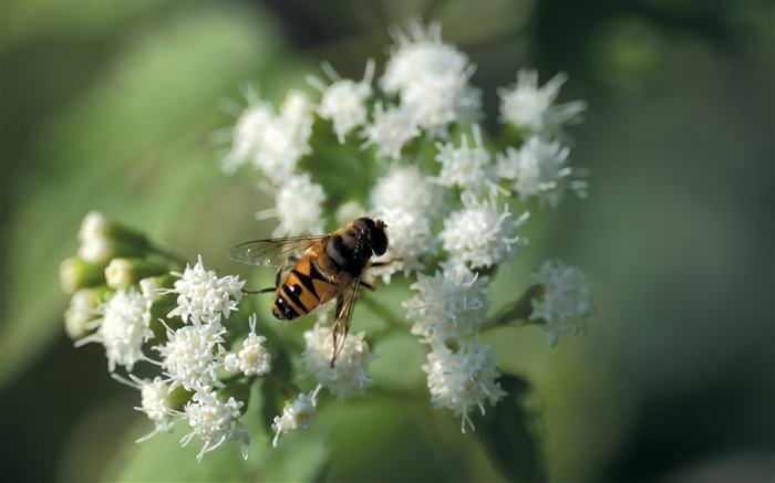 A bee on white flowers Picture Views:13120 Date:2011/7/5 9:30:43