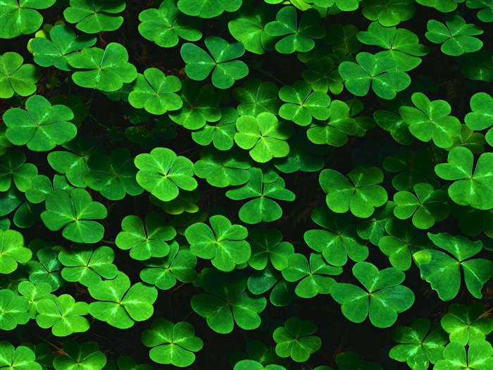 A green clover Wallpapers Views:48929 Date:2011/7/19 5:39:53