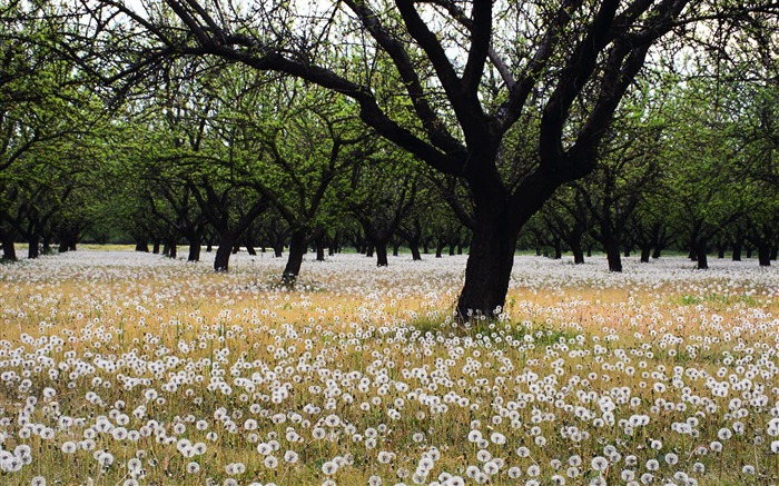 A white dandelion Wallpapers Views:17030 Date:2011/7/19 5:40:19