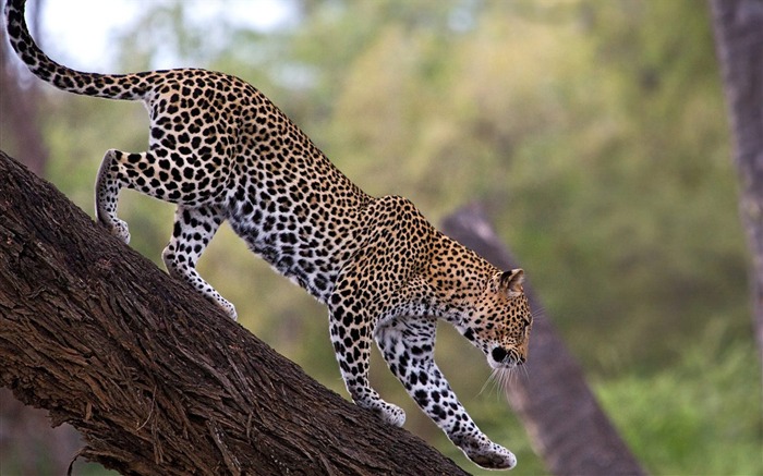 Africano Leopard Samburu National Reserve Kenya Visualizações:16687