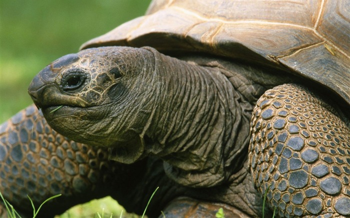 Aldabran Tortoise Views:12557 Date:2011/7/15 1:25:41