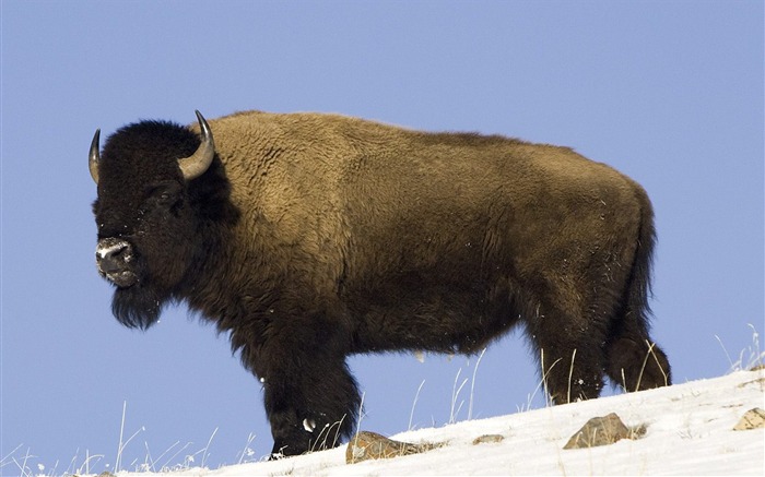 Parque Nacional Buffalo Yellowstone americano Visualizações:13344