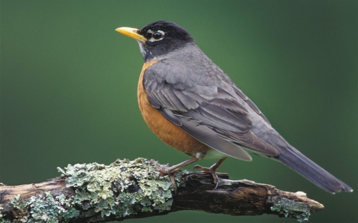 American Robin Louisville Kentucky Visualizações:11547