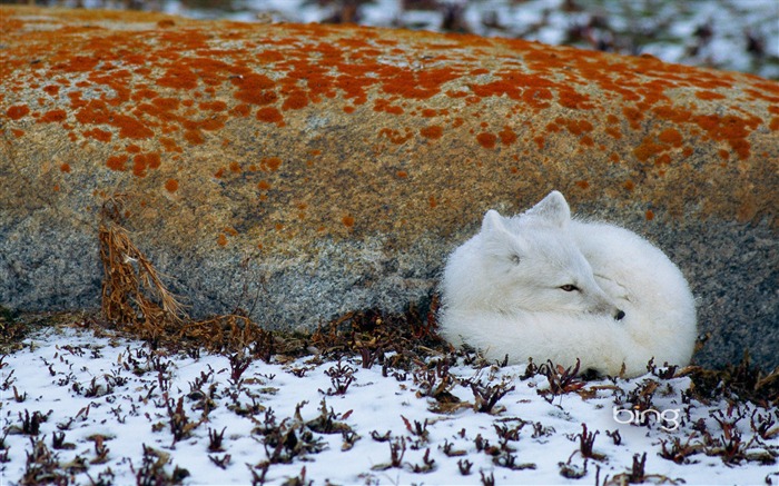 Un renard arctique enroulée contre un rocher au Manitoba au Canada Vues:17953