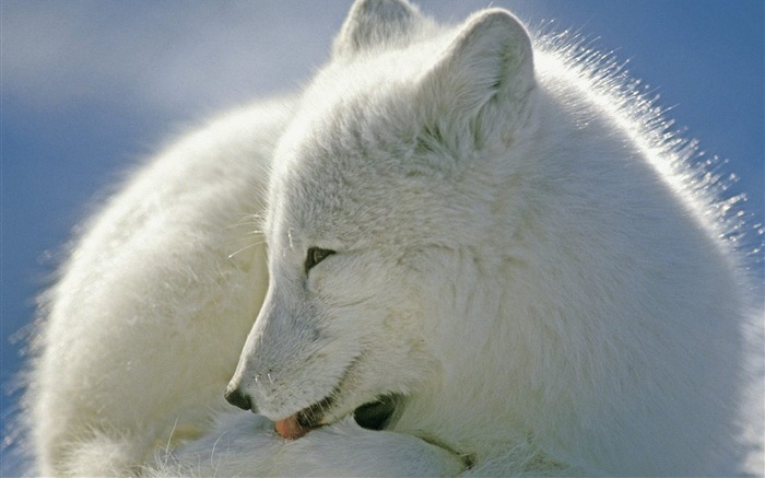 Arctic Fox Canada Views:14852 Date:2011/7/15 1:26:44