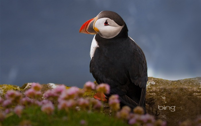 Macareux moine Latrabjarg l'Islande Vues:19530