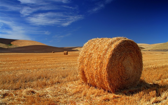 Autumn hay-the worlds natural landscape photography Views:19145 Date:2011/7/12 5:51:50