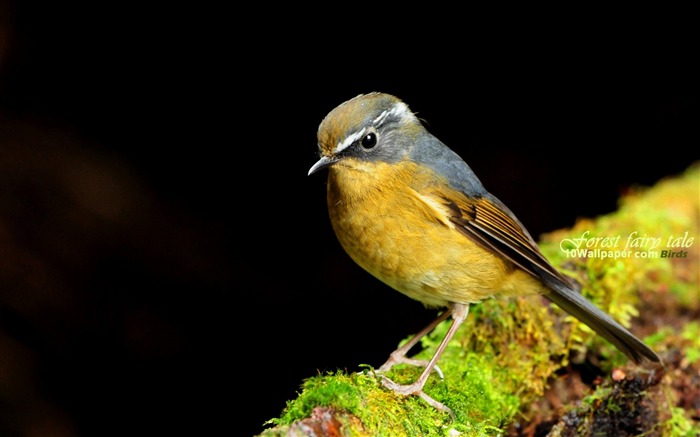 Baimei Lin Robin-Aura adorable pájaro fondo de pantalla Vistas:14226