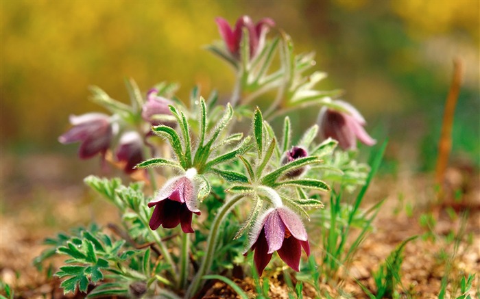 Beautiful Wild Flower Photogtaphy Picture 01 Views:12537 Date:2011/7/5 9:31:20