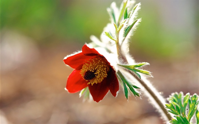 Beautiful Wild Flower Photogtaphy Picture Views:12184 Date:2011/7/5 9:32:04