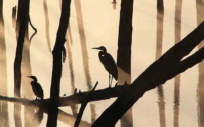 Oiseaux sur journal dans un matin brumeux du New Jersey Vues:9578