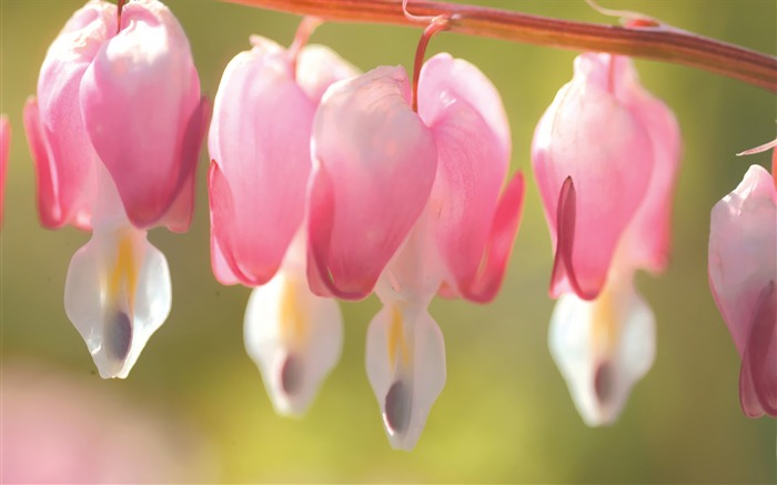 Bleeding Heart Flower Picture 01 Views:14277 Date:2011/7/5 9:32:40