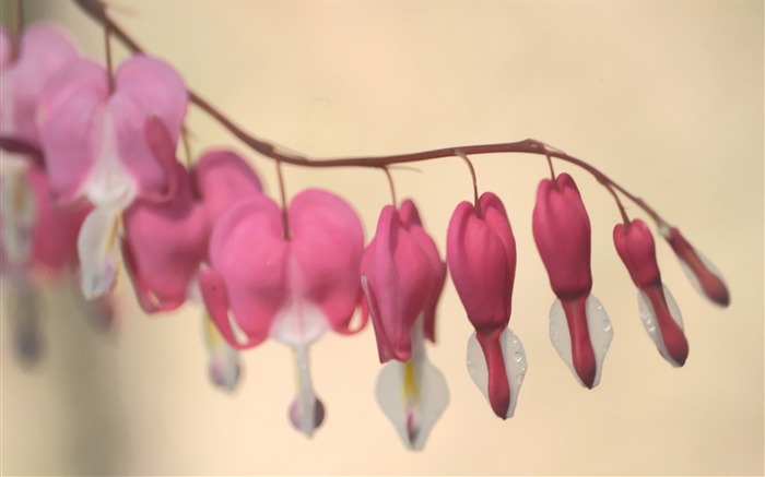 Bleeding Heart Flower Picture 02 Views:12301 Date:2011/7/5 9:32:52