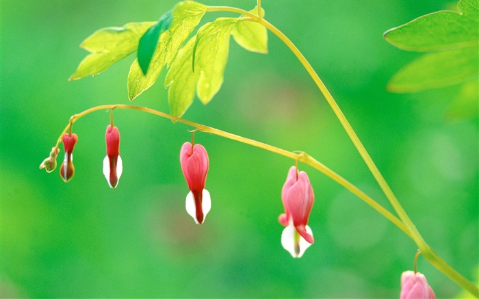 Bleeding Heart Flower Picture 03 Views:16374 Date:2011/7/5 9:33:05