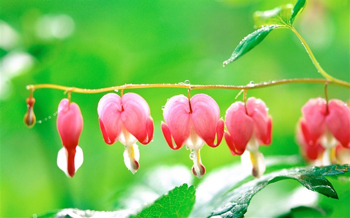 Bleeding Heart Flower Picture Views:15700 Date:2011/7/5 9:32:23