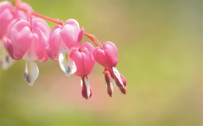 Bleeding Hearts Flowers Picture Views:12799 Date:2011/7/5 9:33:25