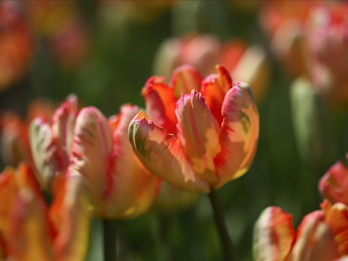 Blooming Tulips in garden Picture Views:5852 Date:2011/7/20 17:38:30