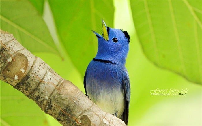 Blue Wizard Bird-Black-naped Blue Flycatcher pájaro fondo de pantalla Vistas:23828