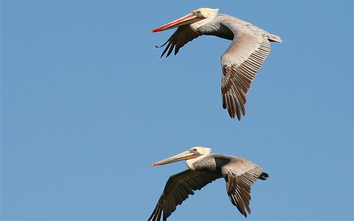 Brown Pelicans in Flight Carmel Califórnia Visualizações:12266