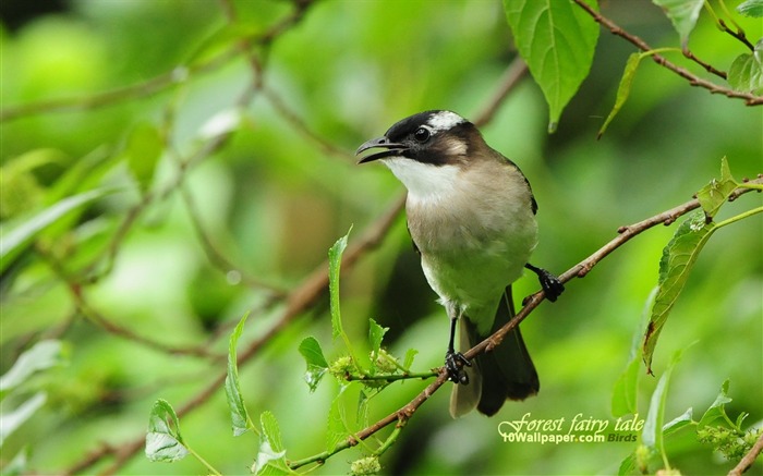 Bulbul-spring bird wallpaper Views:22073 Date:2011/7/8 16:33:17