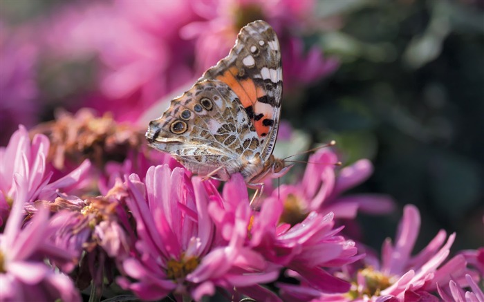 Butterfly on flowers Picture Views:13274 Date:2011/7/5 9:34:00