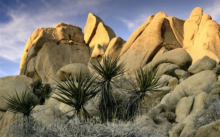 California- Joshua Tree National Park Wallpaper Views:11596 Date:2011/7/24 17:26:54