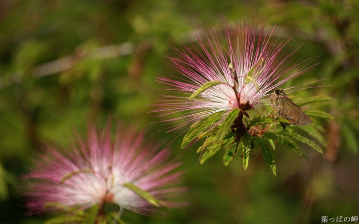 Calliandra 꽃 -Caliandra californica 꽃 사진 그림 01 찾아보기 :10543