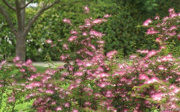 Calliandra 꽃 -Caliandra californica 꽃 사진 그림 02 찾아보기 :14565