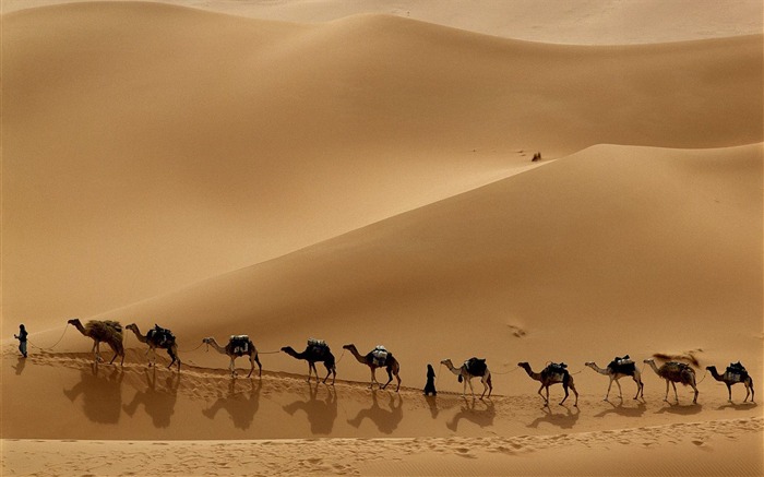 Camel Caravan Libya Views:17179 Date:2011/7/15 1:28:37