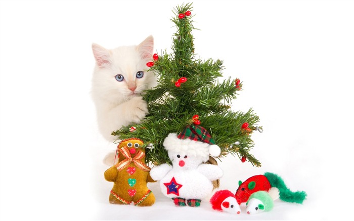 Cat Christmas gift wallpapers Views:17027 Date:2011/7/17 10:09:05