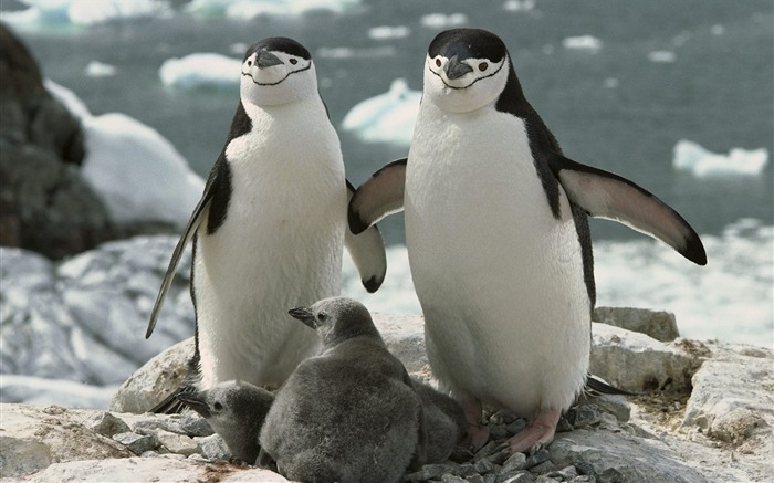 Chinstrap Penguin Parents and Chicks Antártica Visualizações:21846