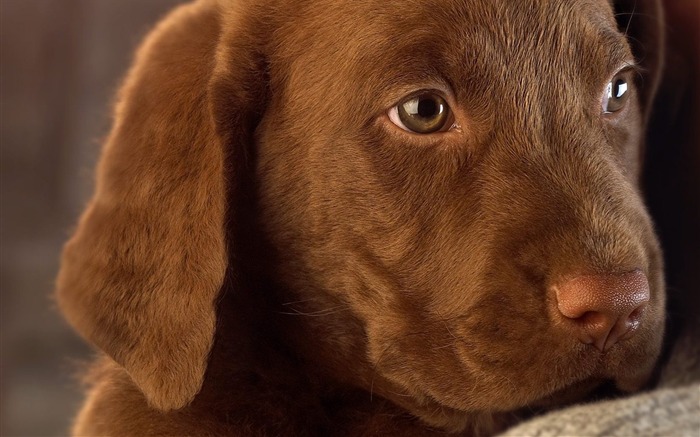 Filhote de cachorro do laboratório de chocolate Visualizações:16091