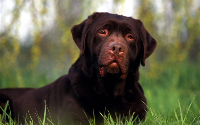 Chocolate Labrador Visualizações:18743