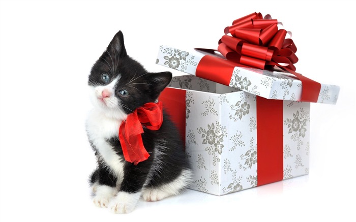 Christmas gifts kitty wallpaper Views:15772 Date:2011/7/17 10:14:09