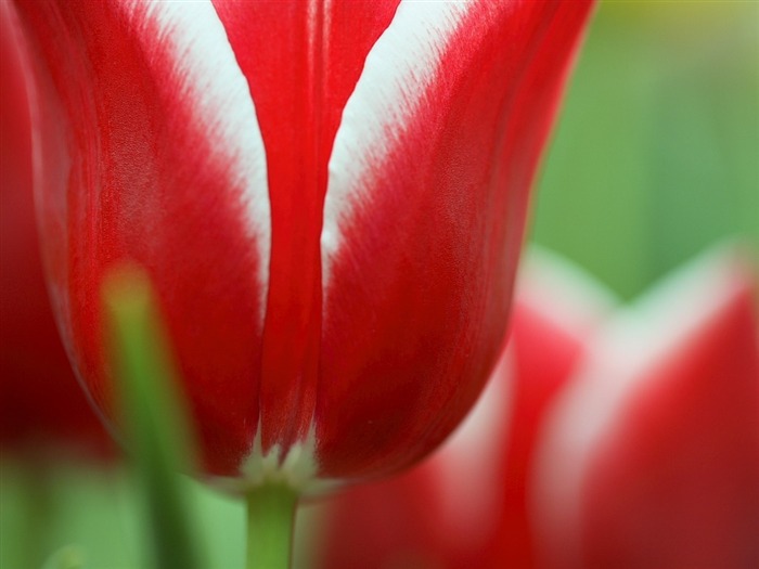 Spring Tulip Garden Tulip Flower Show Vistas:36777