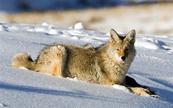 Coyote Lamar Valley Yellowstone National Park Views:13599 Date:2011/7/15 1:29:48