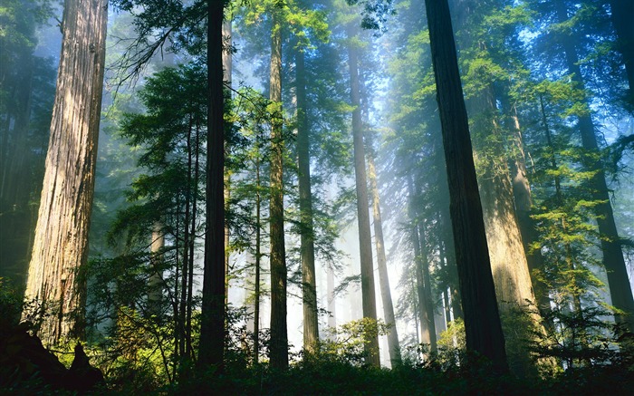 Dawn in the woods-the sunshine in the woods Wallpapers Views:25300 Date:2011/7/19 5:42:52