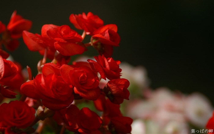 Flores de color rojo oscuro-HD Fotografía de flores Fotografía Vistas:20415