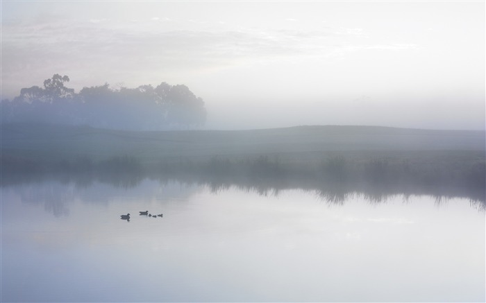 Ducks on a Misty Pond wallpaper Views:32266 Date:2011/7/22 7:03:36