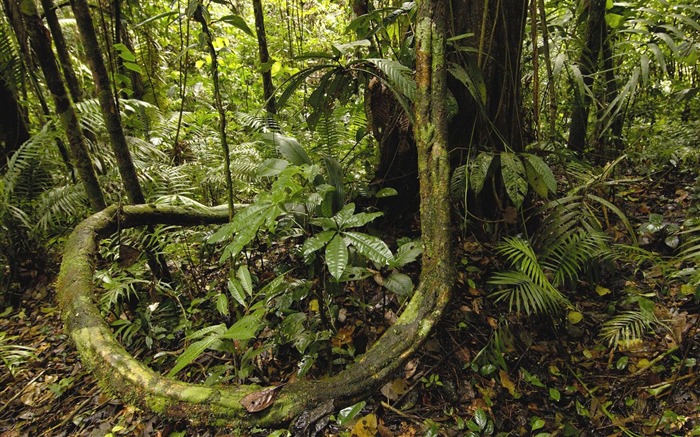 Ecuador- Parque Nacional Yasuni Papel tapiz de la selva amazónica Vistas:57749