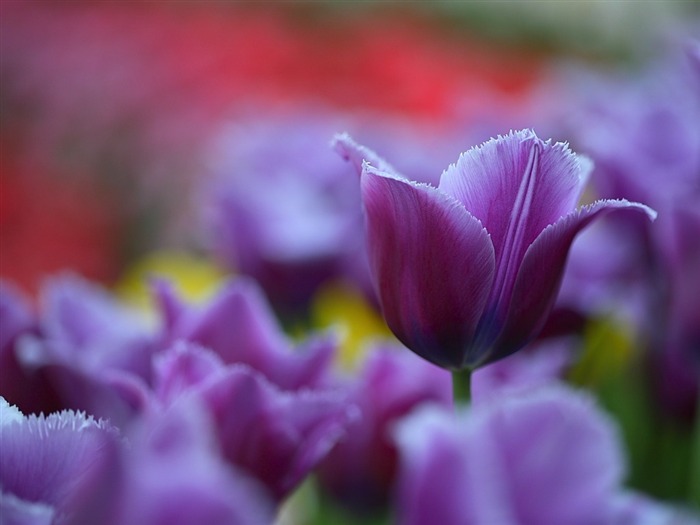 Elegant Purple Tulips Picture Views:6949 Date:2011/7/20 17:40:23