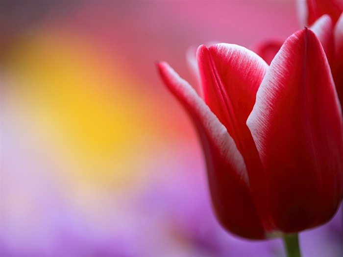 Elegante tulipa vermelha - tulipas vermelhas para imagem de amor verdadeiro Visualizações:6127