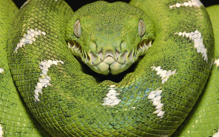 Emerald Tree Boa Amazon Equador Views:17689 Date:2011/7/15 1:30:08