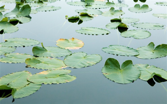 Floating Leaves Wallpaper Views:29787 Date:2011/7/22 7:05:24