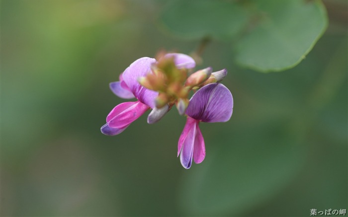 フラワーマーケットの花の壁紙01 ブラウズ:8628