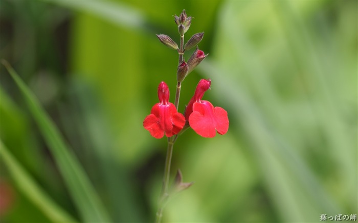 フラワーマーケットの花の壁紙04 ブラウズ:8753