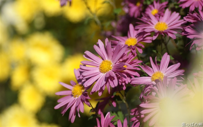 フラワーマーケットの花壁紙 ブラウズ:10554