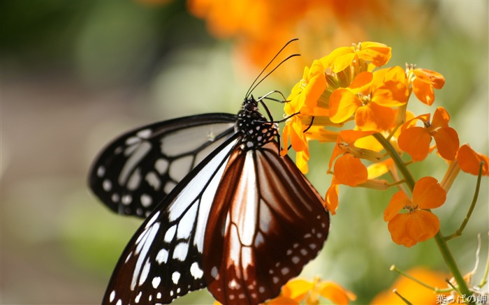 Fotos de flores no Mercado de flores de Tóquio 01 Visualizações:8264